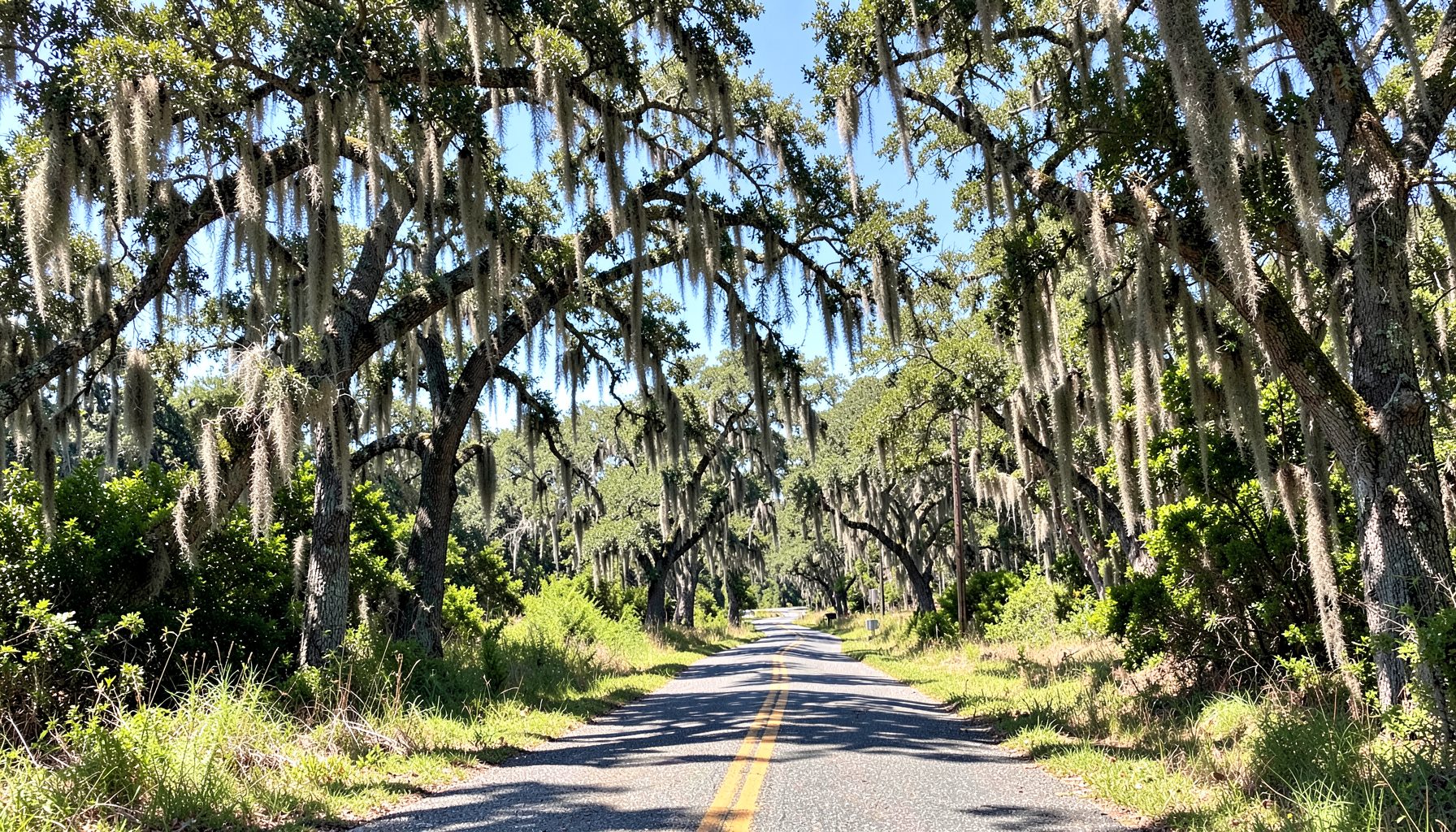 A sunny Southern landscape with live oaks draped in Spanish moss and a winding country road.